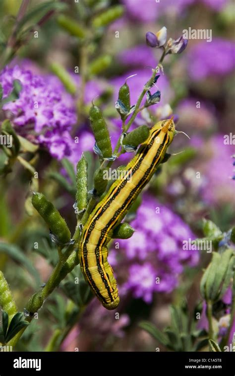 White Lined Sphinx Caterpillar Hyles Lineata Anza Borrego State Park