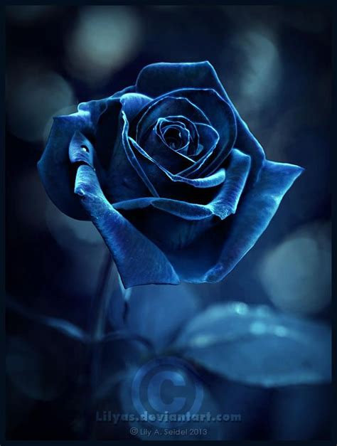 Late Night Rose By Lilyas On DeviantArt Blue Roses Wallpaper Blue