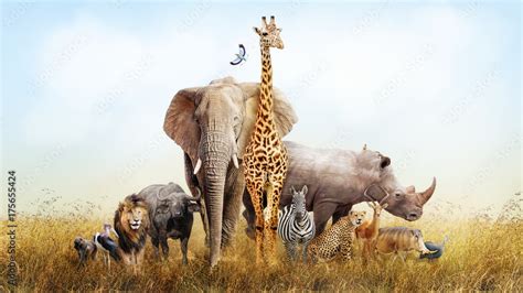 Safari Animals in Africa Composite Stock Photo | Adobe Stock