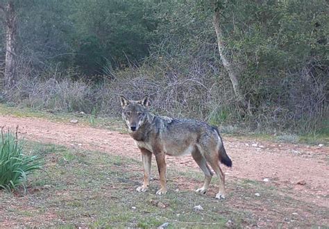 Mammalia Il Lupo Nel Parco Regionale Della Maremma Se Ne Parla Al