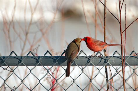 Species Spotlight Northern Cardinals Nature Notes Blog