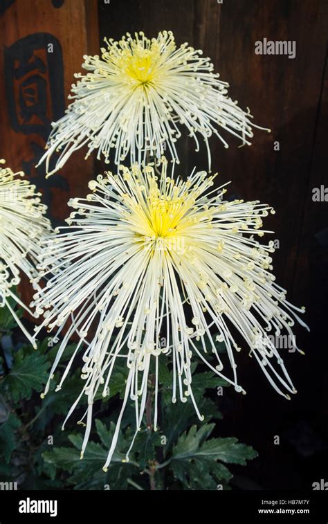 Japanese Chrysanthemums Flowers In Autumn Japan Stock Photo Alamy