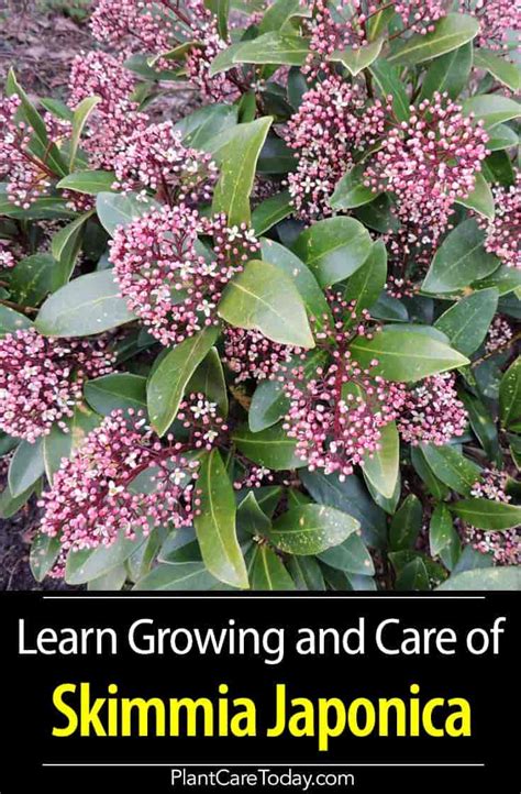 Learn Skimmia Japonica Growing and Care