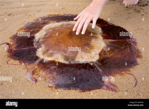 Lions Mane Jellyfish Cyanea Capillata Washed Ashore On A