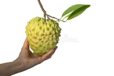 Hand Holding A Cherimoya Fruit With Stem And Green Leaves Stock Image