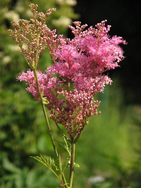 filipendula rubra venusta ballyrobert gardens