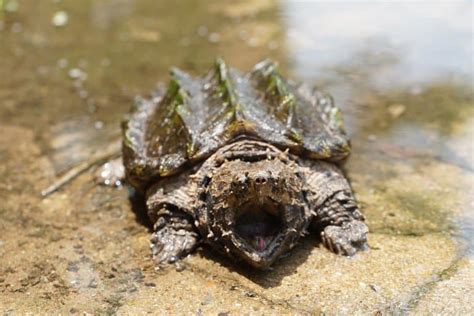 11 Awesome Alligator Snapping Turtle Facts Fact Animal