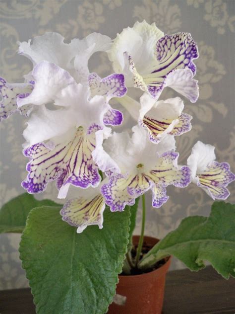 ФИАЛКИ В БЕЛАРУСИ, СТРЕПТОКАРПУСЫ В БЕЛАРУСИ ЦЕНА, СТРЕПТОКАРПУСЫ В ...