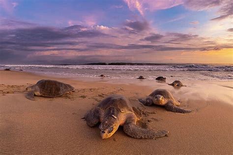 Female Olive Ridley Turtles Lepidochelys Olivacea