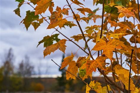 Maple Folhas Amareladas Do Outono Nos Ramos Contexto Do Outono