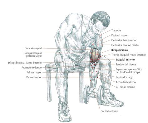 Curl de bíceps concentrado con mancuerna, un excelente ejercicio para ...