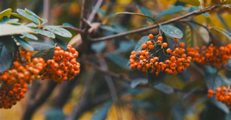 A Nepal Firethorn Plant Free Stock Video Footage, Royalty-Free 4K & HD ...