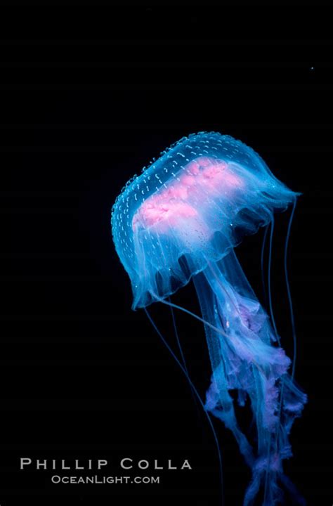 Purple Jellyfish Open Ocean Pelagia Noctiluca Guadalupe Island Baja