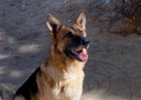 Tripper German Shepherd Rescue Of Orange County