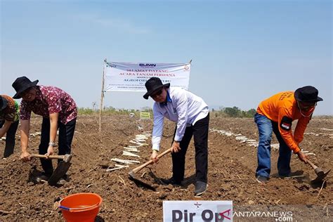 PTPN X Tanam Perdana Lahan Agroforestry Tebu Di Nganjuk ANTARA News