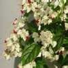 Clerodendrum Species Bleeding Heart Vine Glory Bower Tropical