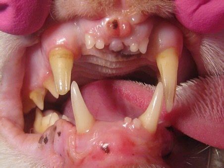 Tr S Curiosidades Surpreendentes Sobre A Denti O Felina Odontovet