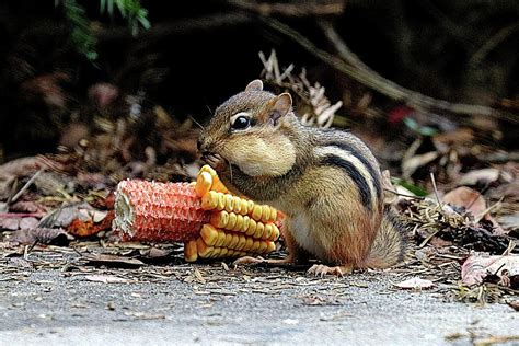 A Delicious Treat - Chipmunk Eating Corn Photograph by Scott D Van ...