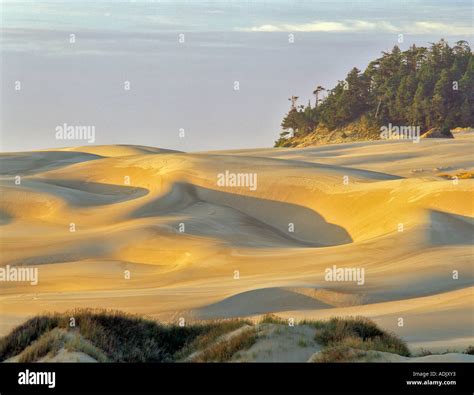 Sandunes at sunset Oregon Dunes National Recreational Area Stock Photo ...