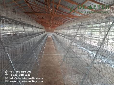 5000pcs Layer Chicken Cage Project In Tamale Ghana Demeter Poultry