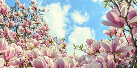 Flowering Trees Zone 9: The Ultimate Guide - GFL Outdoors