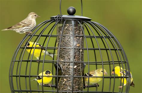 Attracting Birds To Your Yard With Abundance Of Food Sources Nature