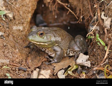 Bullfrog Sitting at Entrance to a Burrow in Natural Habitat Stock Photo ...