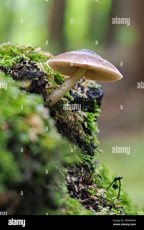 The Deer Shield Pluteus Cervinus Is An Edible Mushroom Stacked