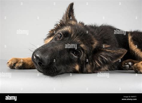 German Shepherd puppy photographed in the UK Stock Photo - Alamy