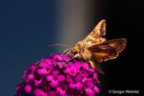 Gammafly Åutographa gamma Greger Weinitz Flickr