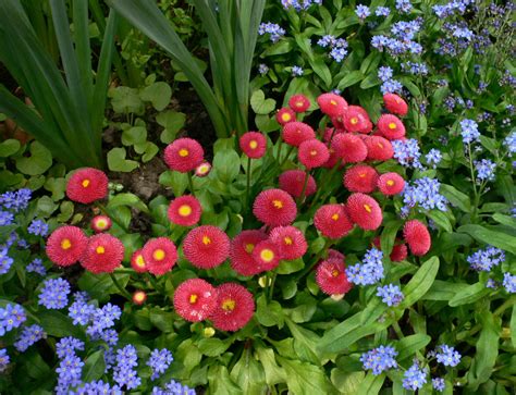 Leçon de jardin Vie Quotidienne et Loisir Les pâquerettes les