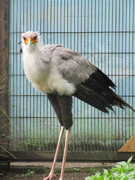 ヘビクイワシのオスが東武動物公園から来園しました｜my Tokyo 東京都公式ポータルサイト