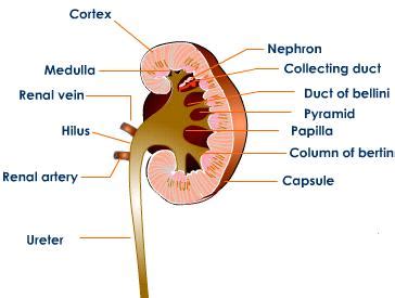 Renal papilla - Location, Function and Pictures