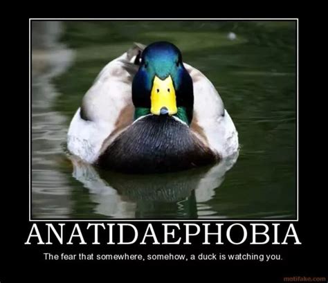 What The Duck?! - Interesting Facts About Phobias (24 Infographics)