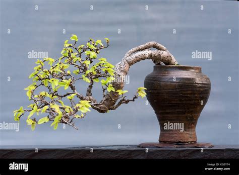 Twisted Bonsai Baum Im Topf Stockfotografie Alamy