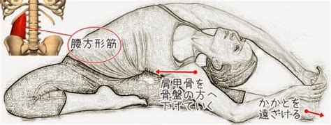 安部塾公式ブログ 身体操作指導者 安部吉孝 腰痛と腰方形筋