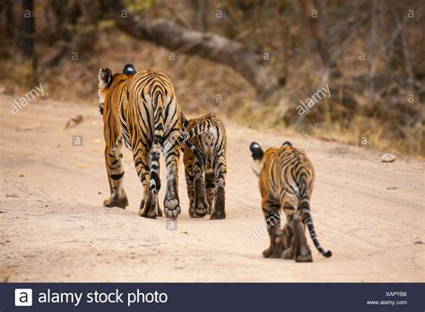 Bengal Tiger Family Mother Cubs High Resolution Stock Photography and ...