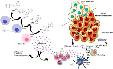 Frontiers The Potential Role Of Purinergic Signaling In Cancer