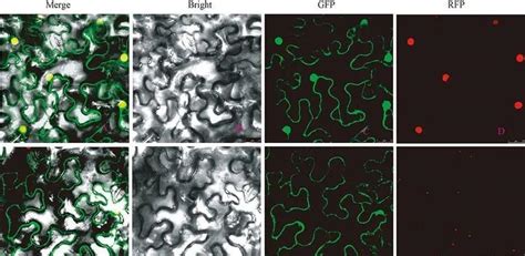 一文带您了解亚细胞定位（subcellular Localization） 知乎