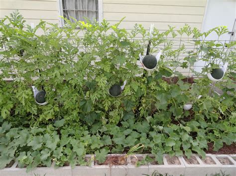 How To Grow Watermelon On A Trellis