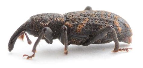 Weevil Gleaned From Side Of House Steremnius Carinatus Bugguidenet