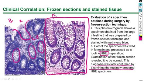 Histology Lecture 1 Chapter 1 Youtube