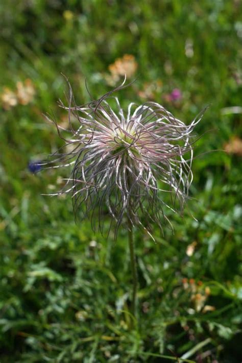 Free picture: grass, flower, garden, nature, summer, flora, plant