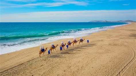 Camel Outback Adventure And Eco Farm From Los Cabos Blog Solmar