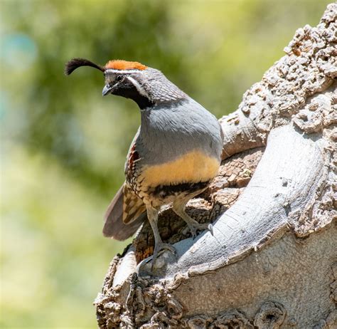 Desert Birds are Marvels of Adaptation - The Naturalist Journeys Blog