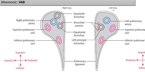 Hilar Arrangement In Lungs Liver Kidneys Mnemonic Epomedicine