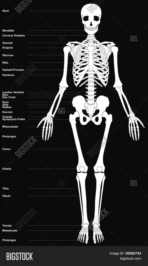 Human Skeleton All Major Bones Image And Photo Bigstock