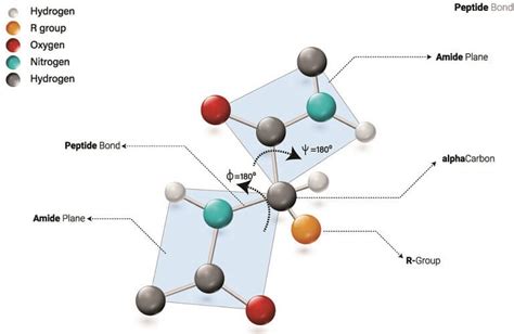 Polypeptide - The Definitive Guide | Biology Dictionary