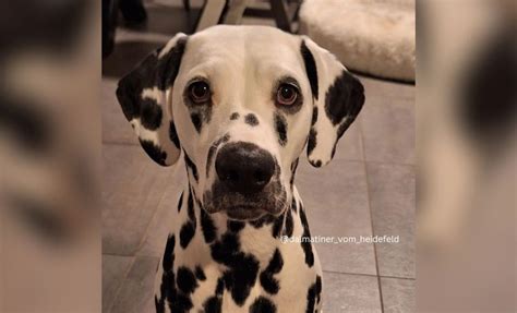 11 Dalmatian Colors And Their Surprising Varieties