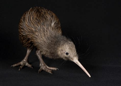 Brown Kiwi: Is This Animal Endangered?